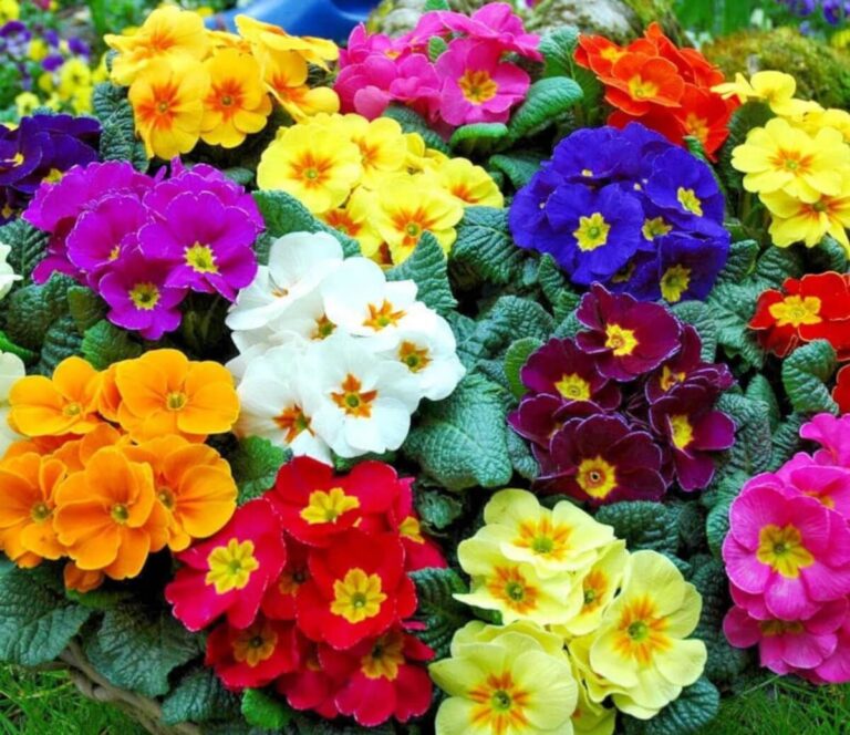 Vibrant Colors of the Primrose
