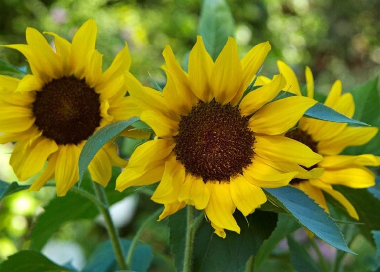 Bright Fresh Sunflower