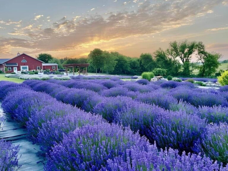 Fragrant Lavender Farms