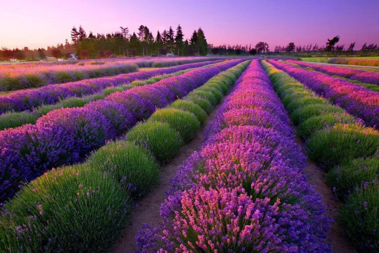 Vibrant Purple Lavender Fields