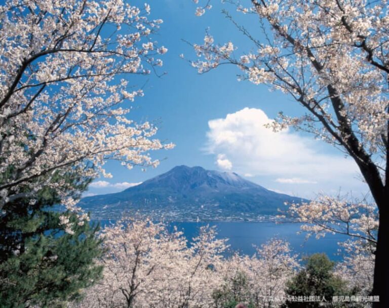 Cherry Blossoms Sakurajima Volcano
