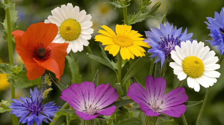 Colors Flower in Nature
